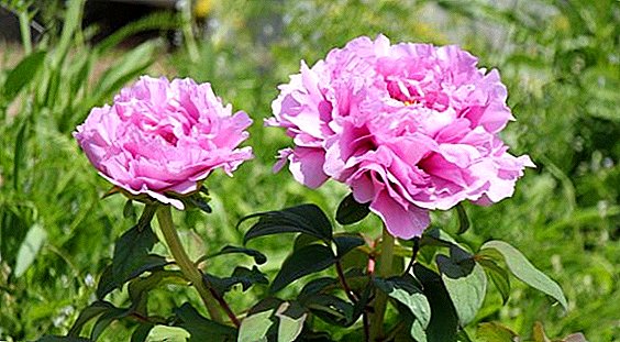 The use of the therapeutic properties of peony in folk medicine