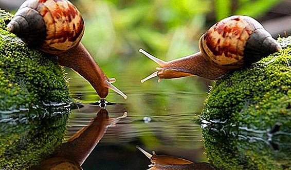 IT company from Rivne region is engaged in the cultivation of delicious snails