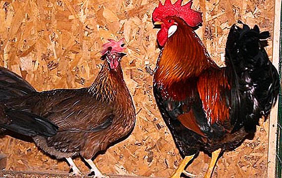 "Italská jarabice": charakteristika a popis plemene kuřat
