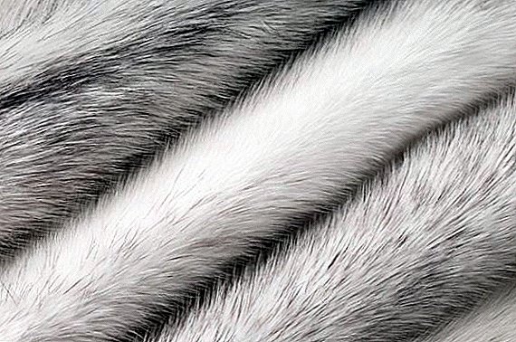 IV fur auction to be held in Tver
