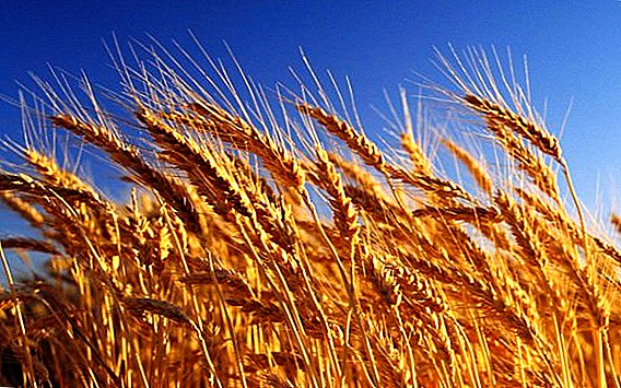 Frankrike øker eksportytelsen på grunn av høy kvalitet hvete