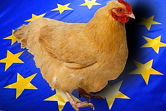 Aufgrund des Ausbruchs der Vogelgrippe zwischen der Ukraine und der EU wurden regionale Beschränkungen auferlegt
