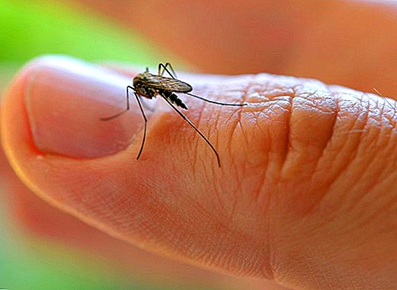 Livrar-se de remédios populares mosquitos, como proteger a casa e você mesmo