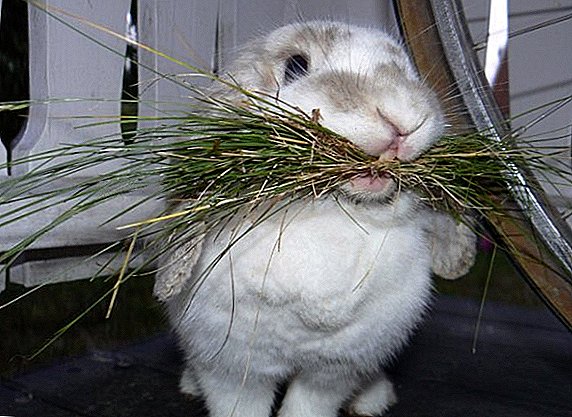 We maken bunkervoeder voor konijnen