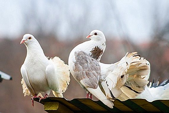 Izhevsk vysoko lietajúce holuby