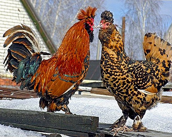 Vi studerer de bedste racer af ornamental kyllinger