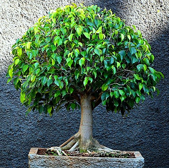 Studying the causes of poor growth of the ficus Benjamin