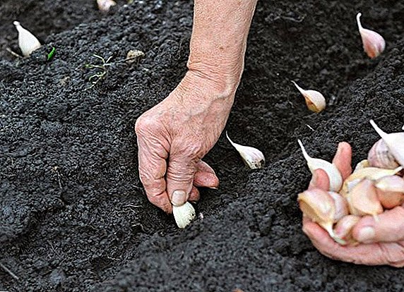 We study the terms of planting garlic
