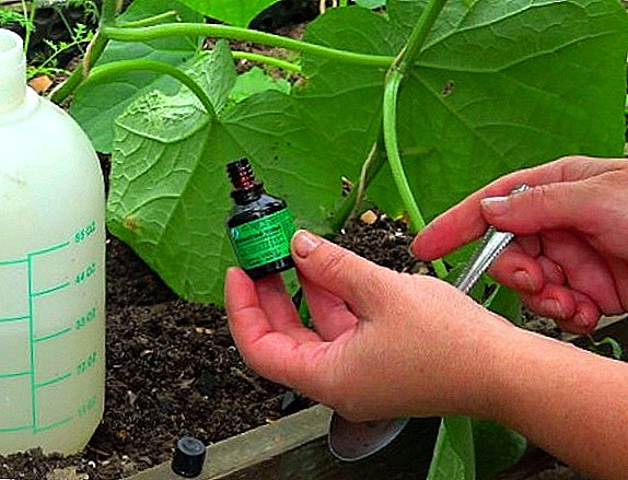 Iodine for cucumbers: use in greenhouses and open ground
