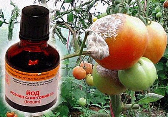 Iodine for tomatoes: use in the greenhouse and in the open field
