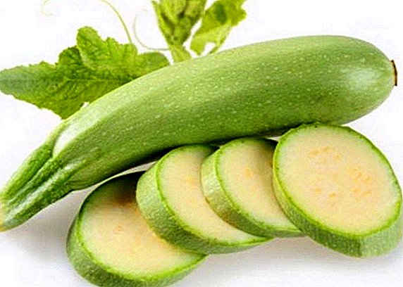Zucchini: Är det möjligt att äta rå, hur många innehåller kalorier och näringsämnen än vad som är användbart för kroppen