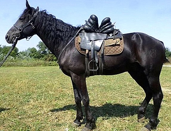 Kabardské plemeno koní: charakteristika, údržba a starostlivosť