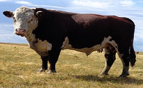 Кахахская білоголова порода корів