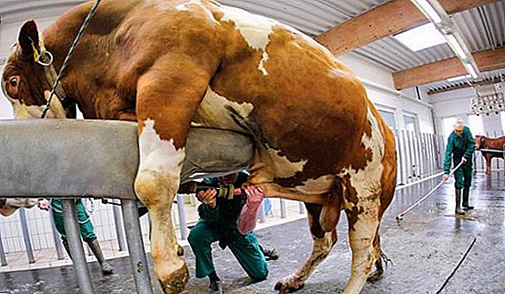 Cara mengambil sperma dari lembu jantan