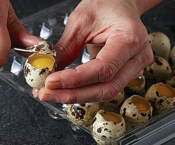 How to quickly break quail eggs