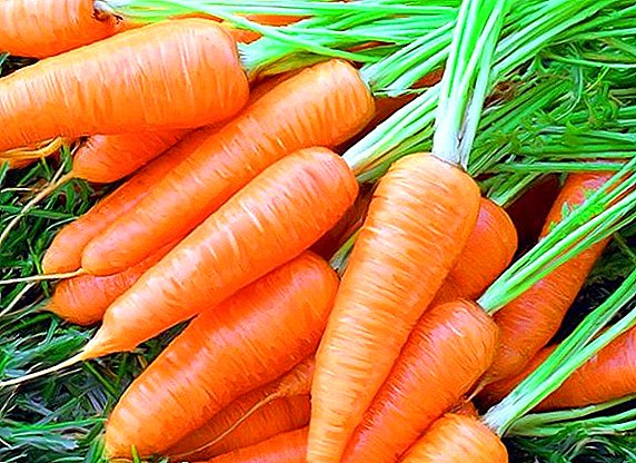 À quelle vitesse la carotte augmente-t-elle après la plantation: facteurs influant sur l'apparition des pousses rapides