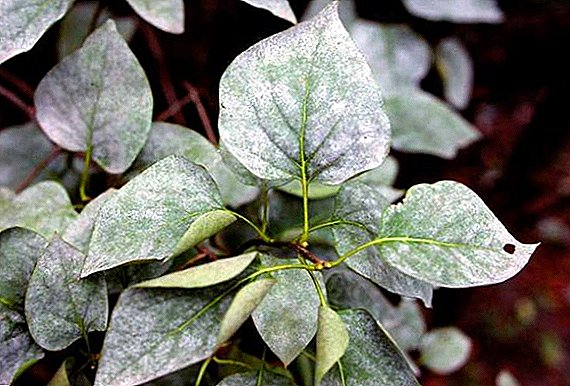 How to deal with powdery mildew on indoor plants