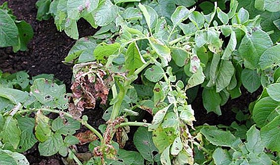 How to deal with alternaria on potatoes?