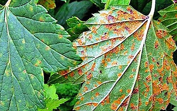 How to deal with the glass rust on the currants