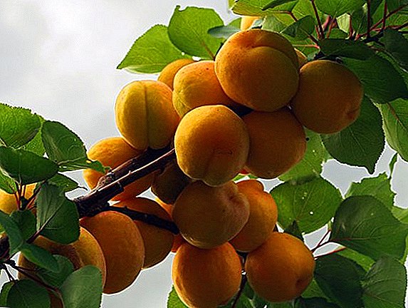 How to deal with diseases of apricot