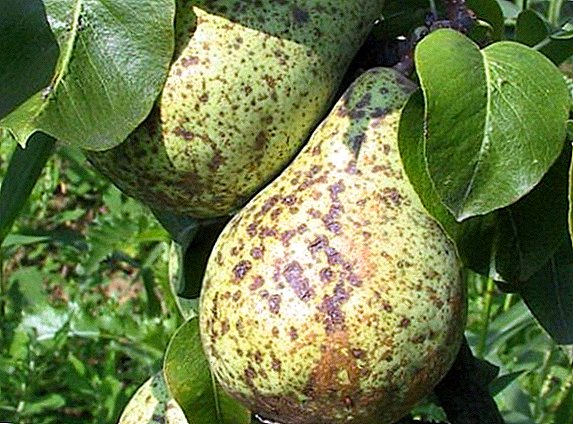 How to deal with diseases of pear