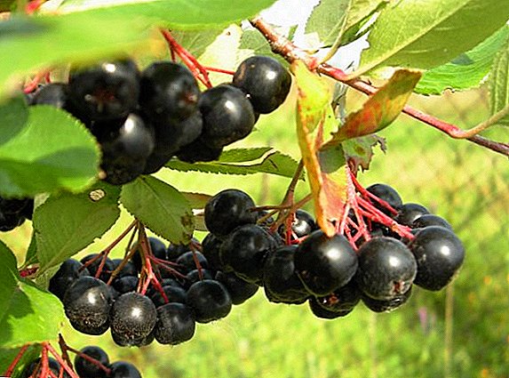 Umgang mit Krankheiten und Schädlingen aronii (Eberesche), schwarze Früchte