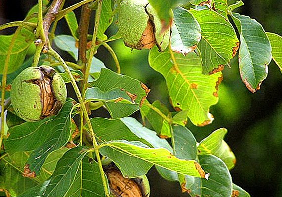 How to deal with the diseases and pests of walnut
