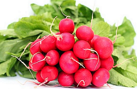 How to deal with radish diseases