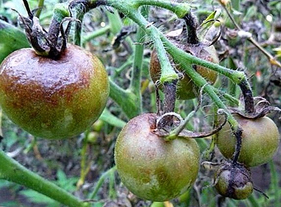 How to deal with blight on tomatoes, treatment of tomatoes at their summer cottage