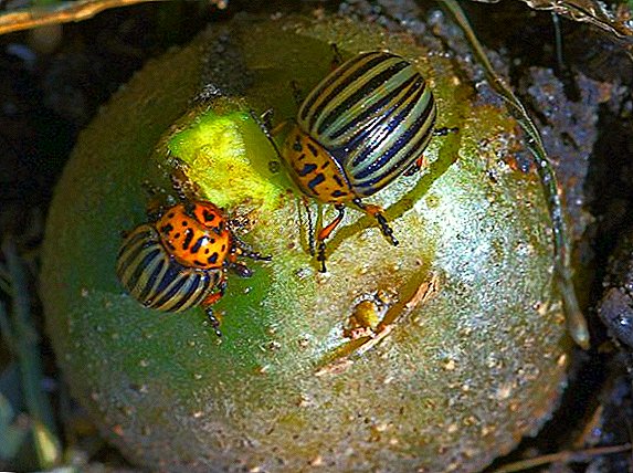 How to deal with the Colorado potato beetle folk methods