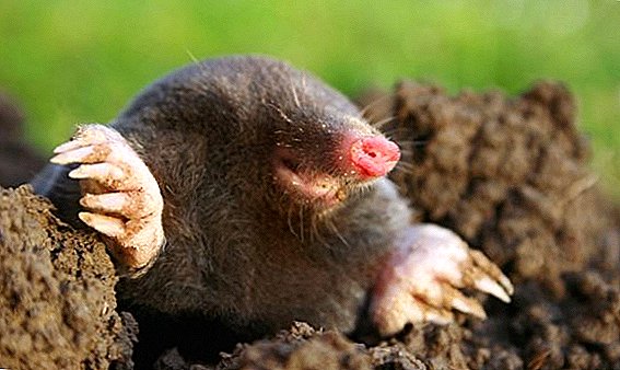 How to deal with moles at their summer cottage