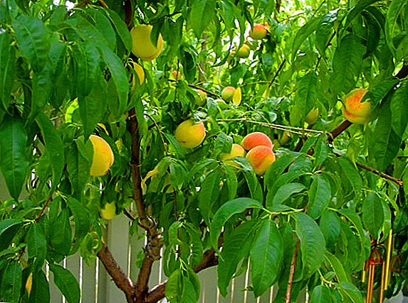 Як боротися з курчавістю листя персика