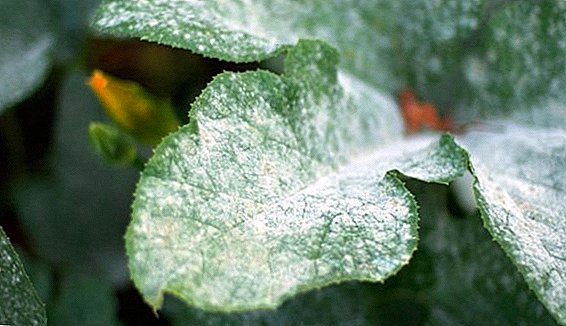How to deal with powdery mildew on cucumbers