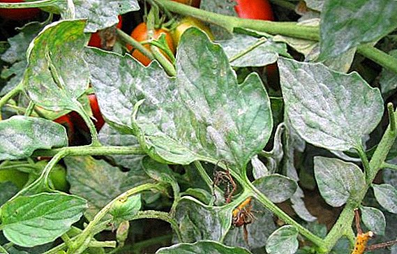 How to deal with powdery mildew on tomatoes