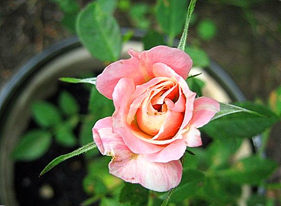 Hvordan håndtere pulveraktig mugg på roser