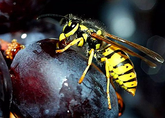 How to deal with wasps on grapes