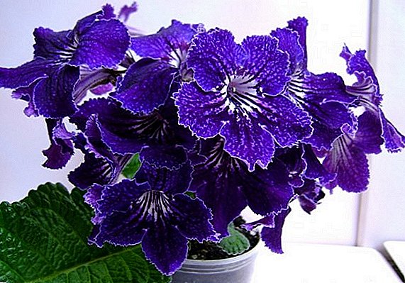 How to deal with major diseases and pests of streptocarpus