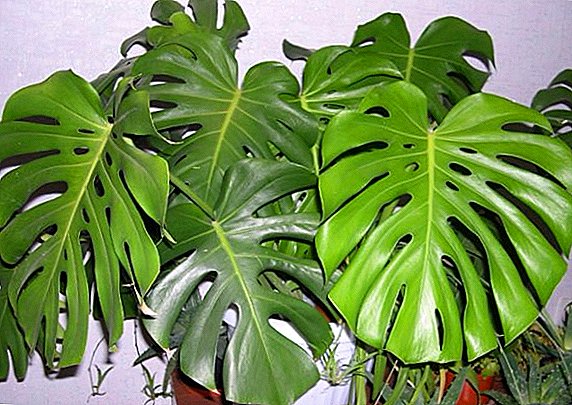 How to fight the main pests and diseases of Monstera, or Why Monstera leaves turn yellow
