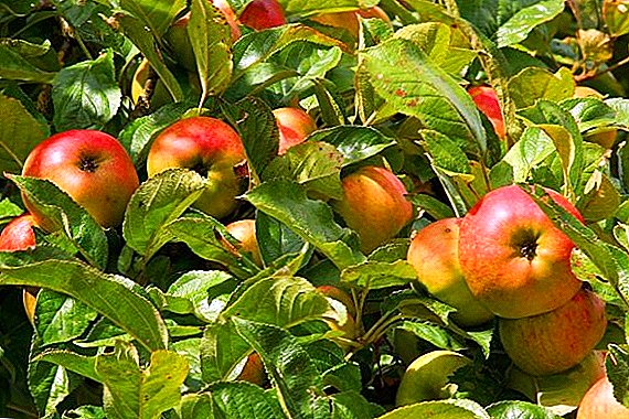 Jak se vypořádat s chrastavem na jablkách