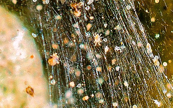 How to deal with spider mites, the best means of dealing with pests