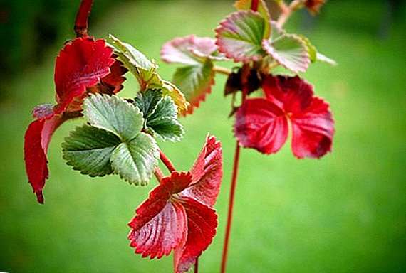 How to deal with redness of strawberry leaves