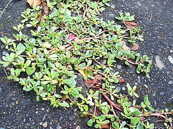 How to deal with purslane on the plot