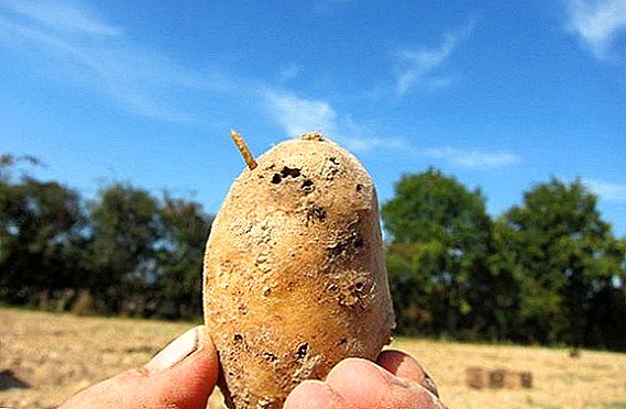 How to deal with wireworm on potatoes
