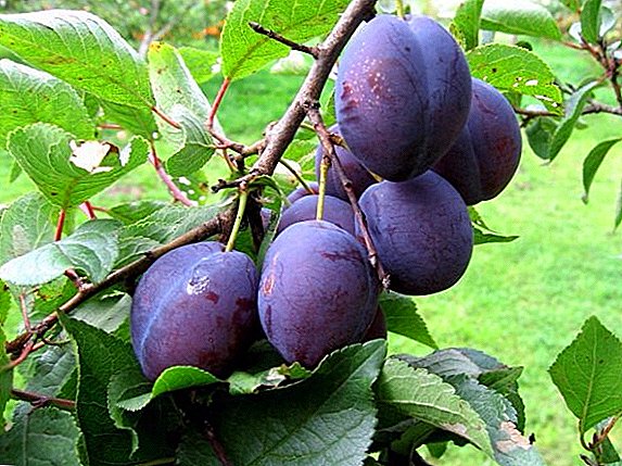 How to deal with aphids on plums, the best ways
