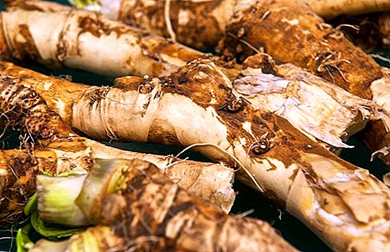 How to deal with pests and diseases of horseradish