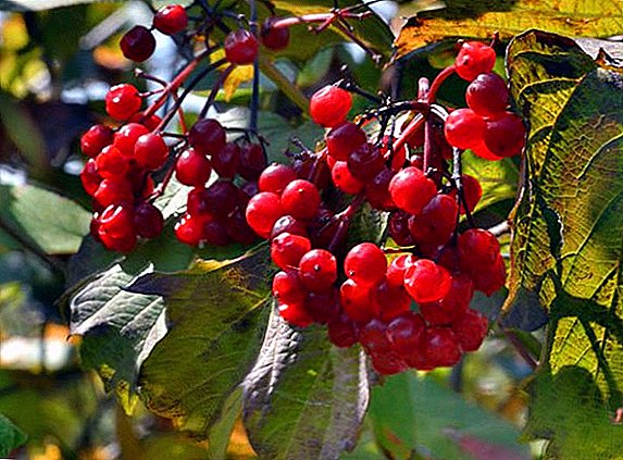 How to deal with pests and diseases of viburnum