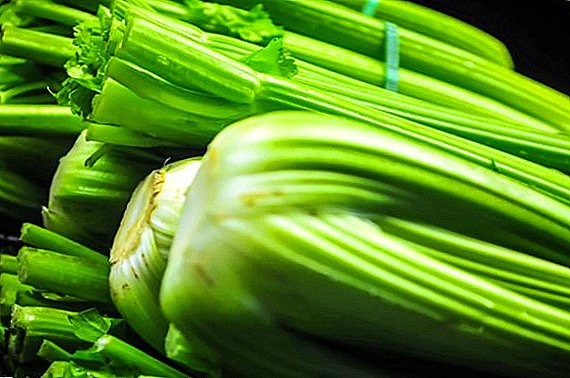 How to deal with pests and diseases of celery