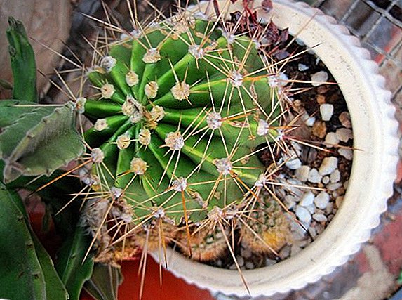 How to deal with pest cactus