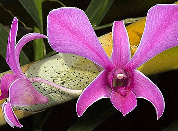 Umgang mit Orchideenschädlingen