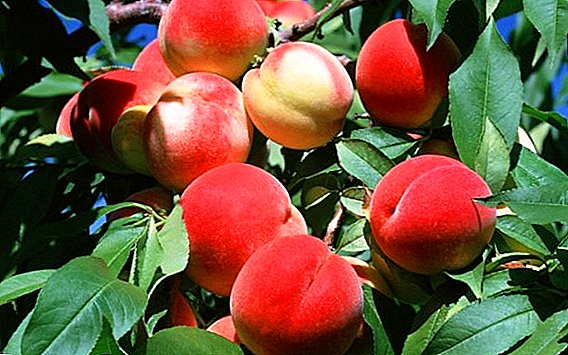 How to deal with peach pests